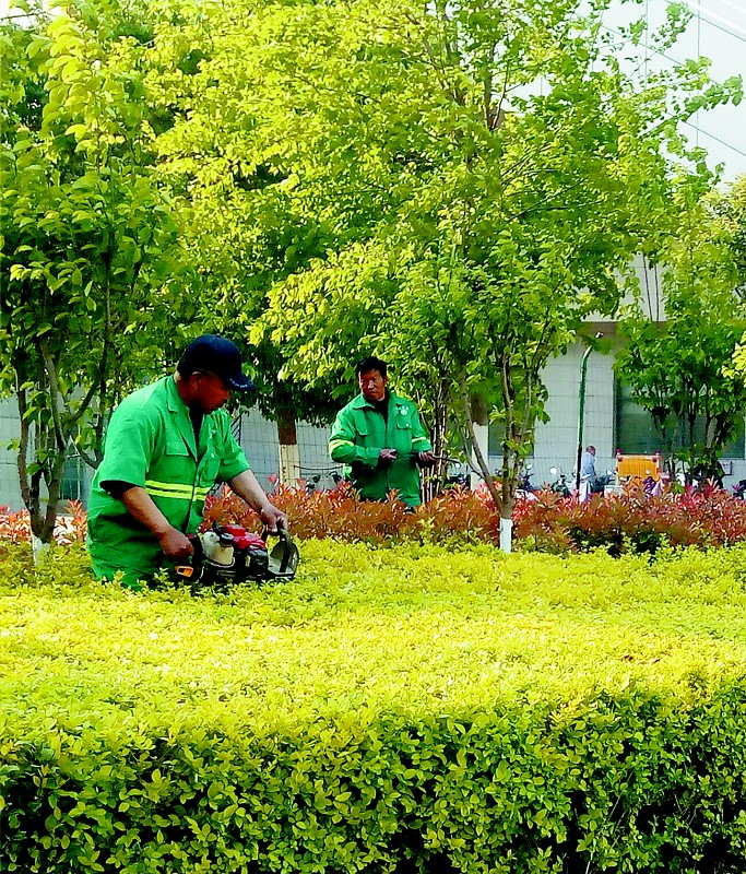 1      近日,园林工人在市区牡丹广场上修剪绿化苗木.