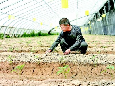 “订单”种植助农增收