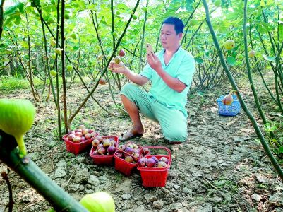 农民付道爽网上直播卖水果