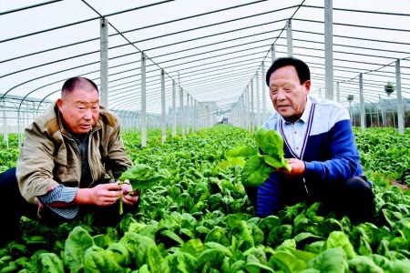 菠菜似韭菜 一茬一茬收