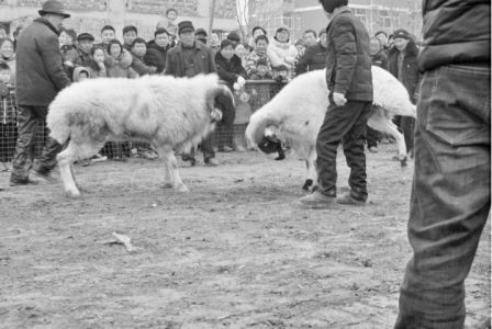 趣味运动会，村民来参与