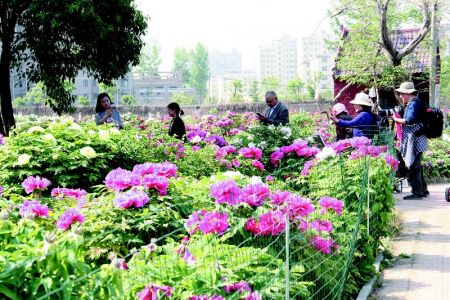 凝香园牡丹花开正艳>>2版