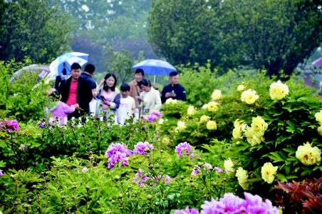 雨中牡丹别样美，牡丹园内人如织