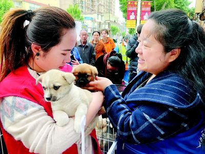 萌宠领养，不要让它们再流浪