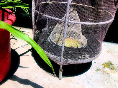 点击放大 养鸭场臭气熏天,村民苦不堪言