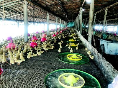 点击放大 养鸭场臭气熏天,村民苦不堪言