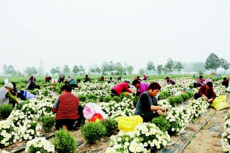 24岁小伙种植百亩菊花带村民致富