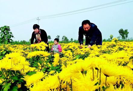 深秋时节采菊忙